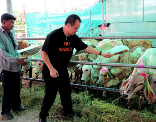 新加坡华人热衷赴泰国买牛放生 送给村民饲养