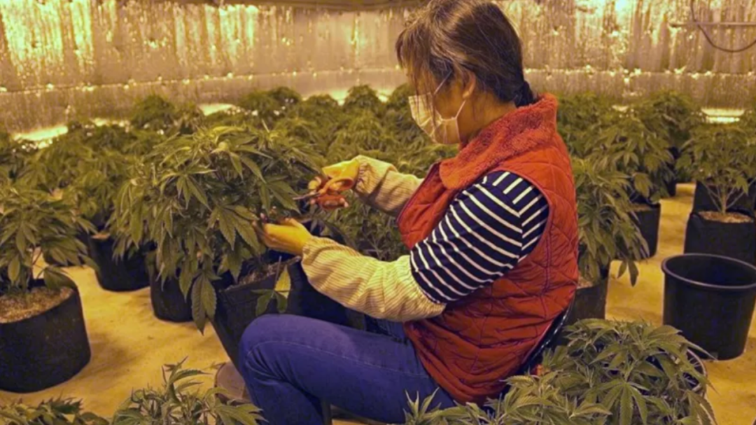 大麻种植地的农场工作，他们把这份工作叫作“剪花工”，就是剪大麻叶子