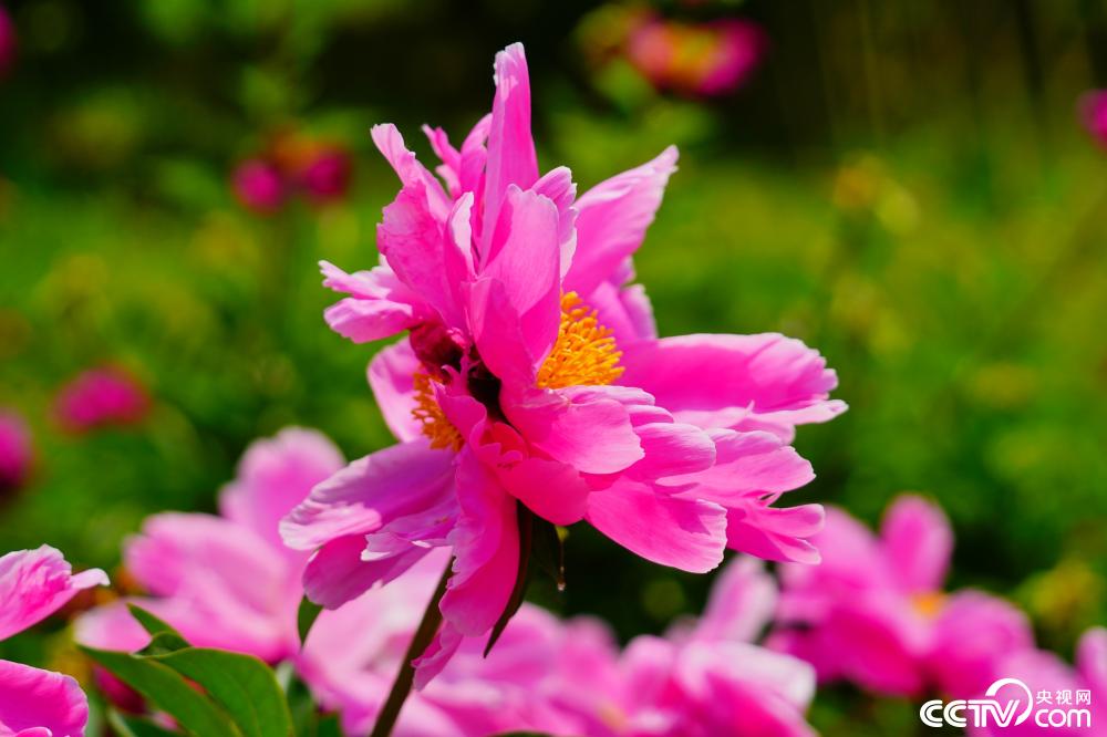 北京景山公园内一株并蒂芍药悄然绽放