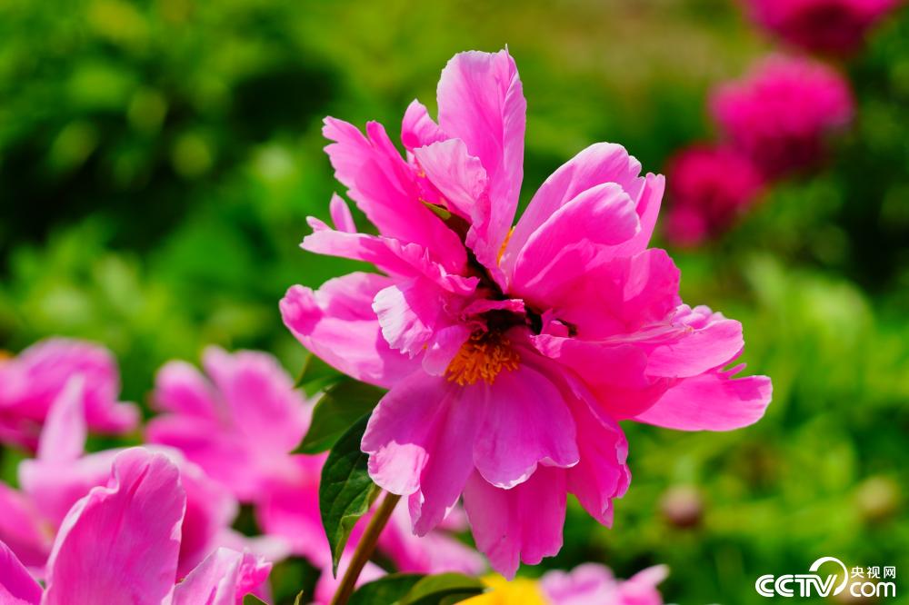 北京景山公园内一株并蒂芍药悄然绽放