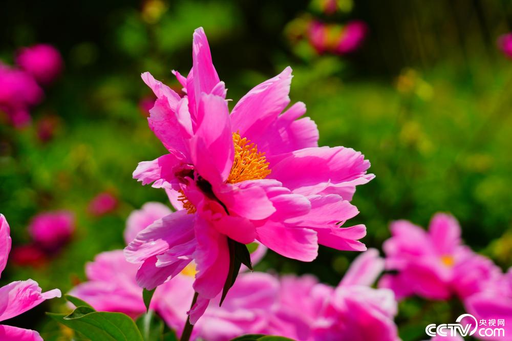 北京景山公园内一株并蒂芍药悄然绽放