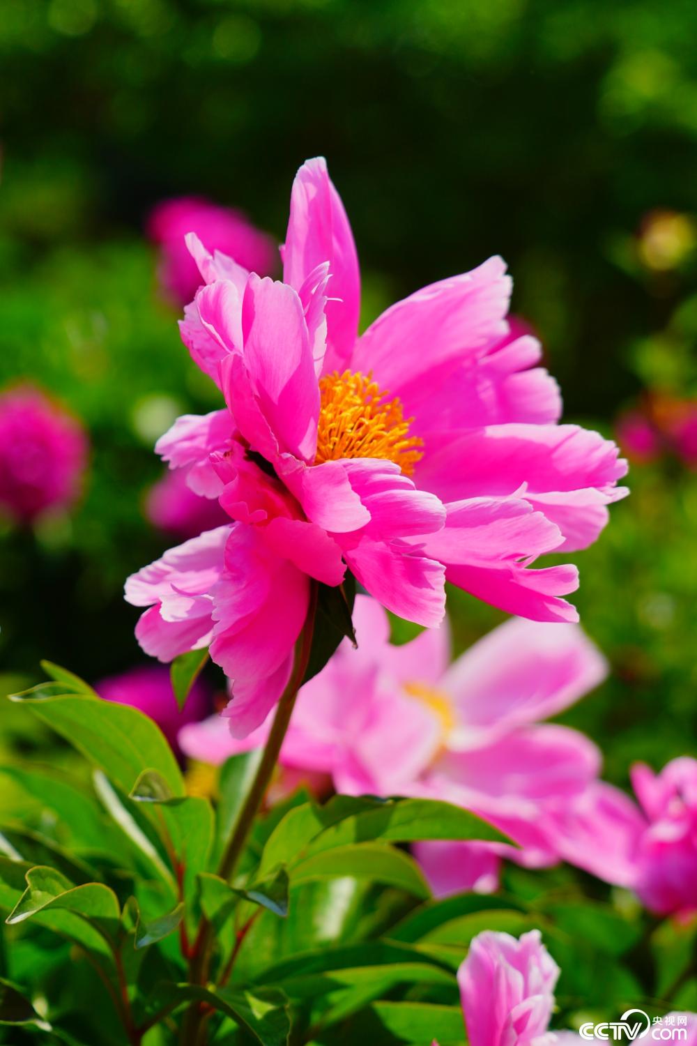 北京景山公园内一株并蒂芍药悄然绽放