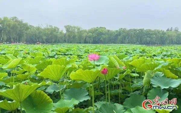 圆明园第三十届荷花节开幕 圆明园第三十届荷花节开幕