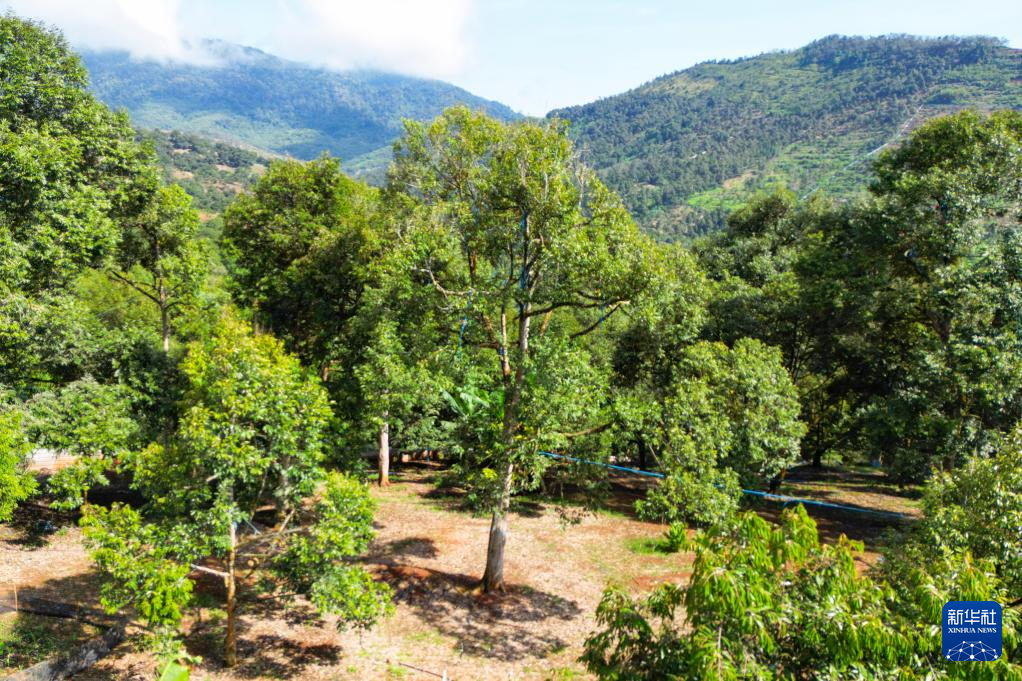 这是10月16日在马来西亚彭亨州劳勿拍摄的榴莲园 这是10月16日在马来西亚彭亨州劳勿拍摄的榴莲园