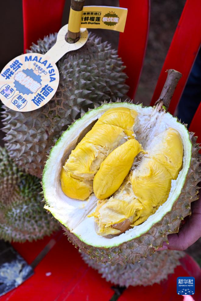 这是10月16日在马来西亚彭亨州劳勿拍摄的一颗打开的猫山王榴 这是10月16日在马来西亚彭亨州劳勿拍摄的一颗打开的猫山王榴